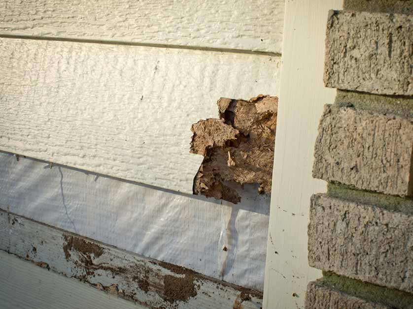 What Causes Siding Problems